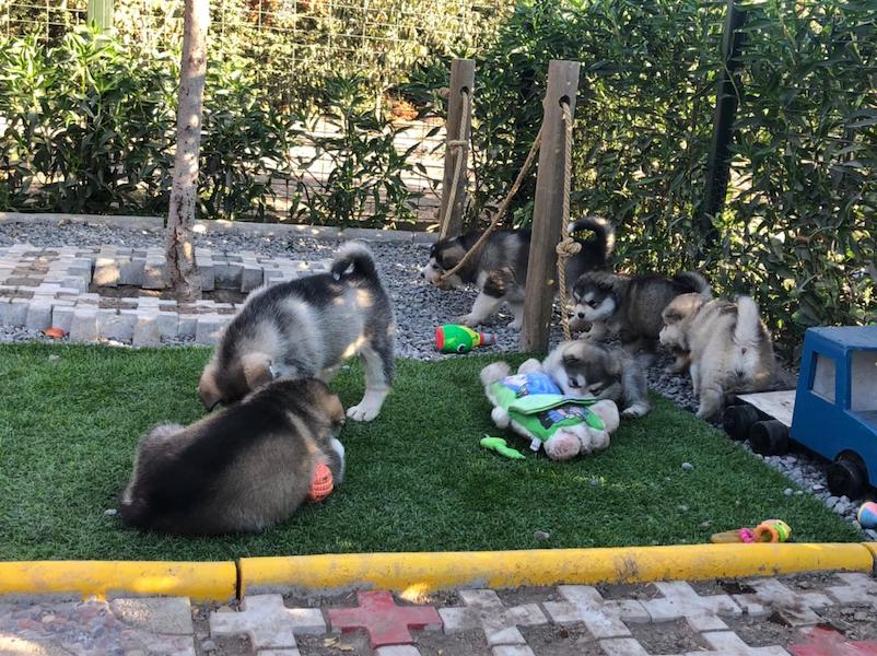 Programa de socialización