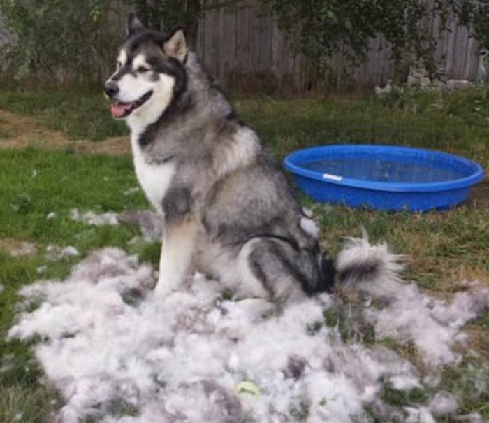 Alaskan-Malamute_grooming-393x400