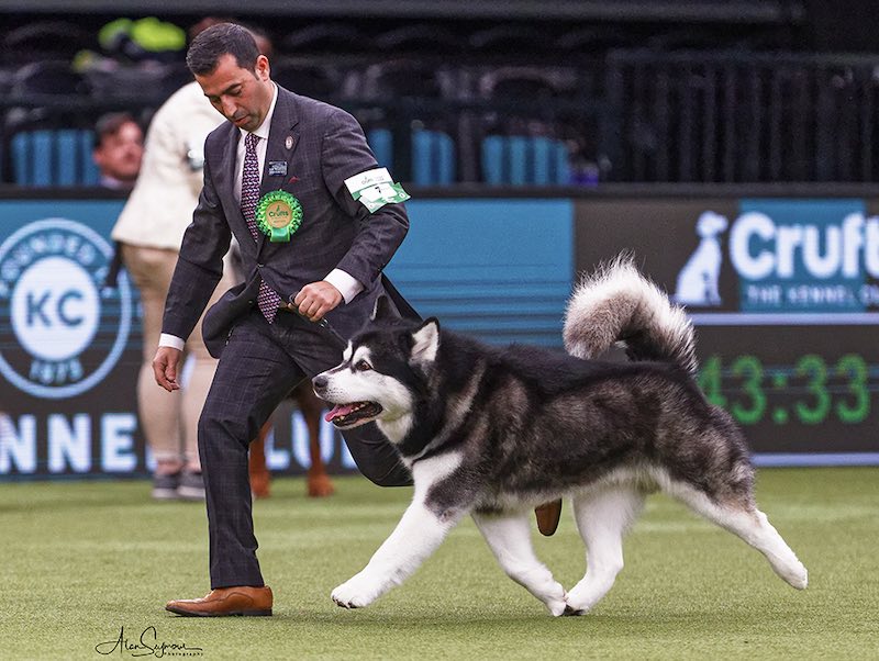 black-star-del-biagio