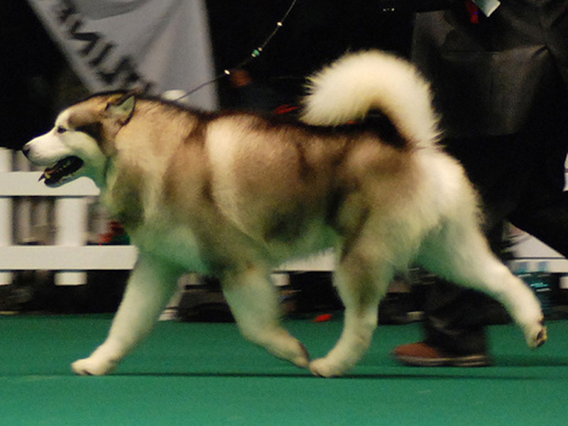 rohan-del-biagio-main